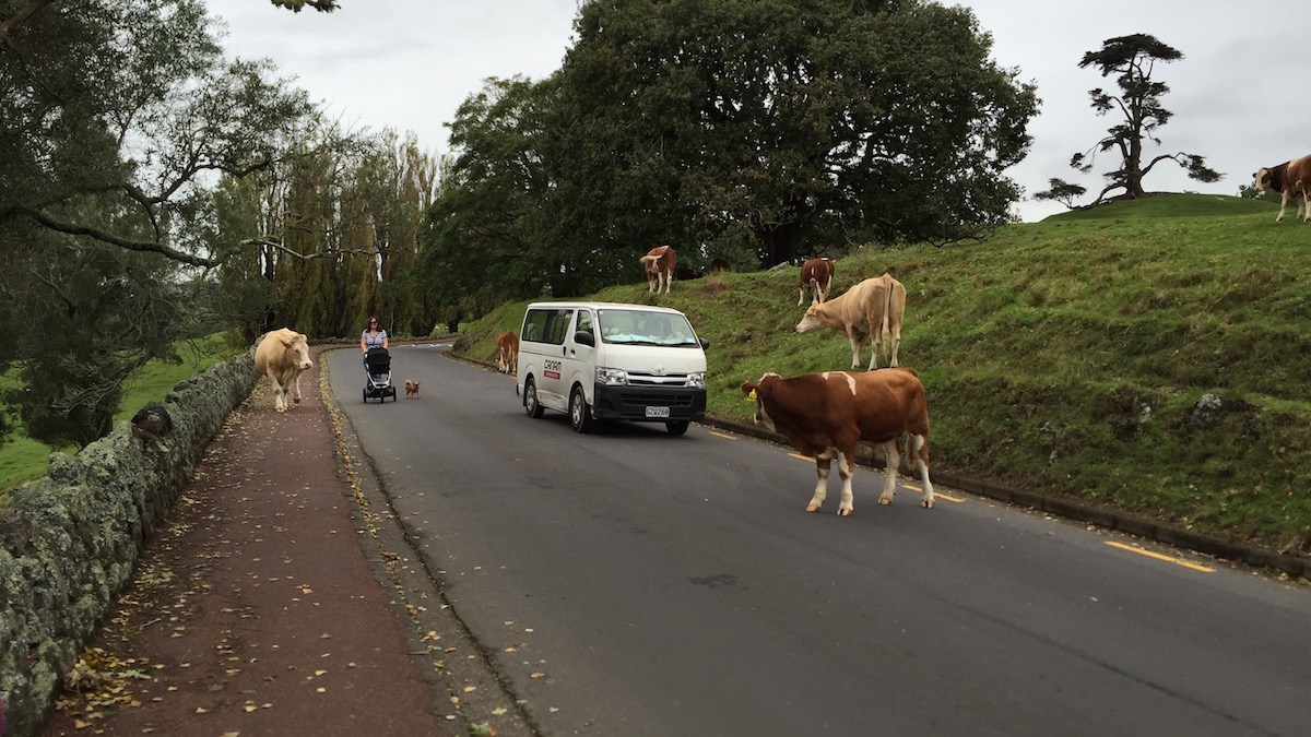 Eine Kuh blockiert den Weg
