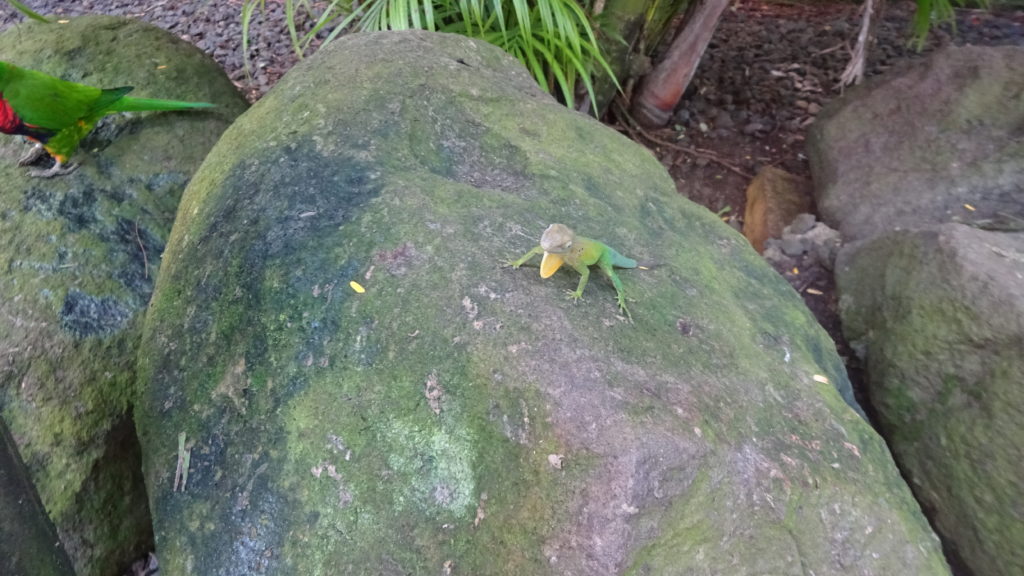 Noch mehr Gecko im Botanischen Garten