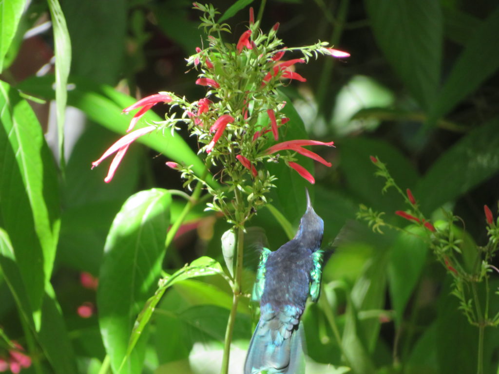 Kolibri im Kakaogarten