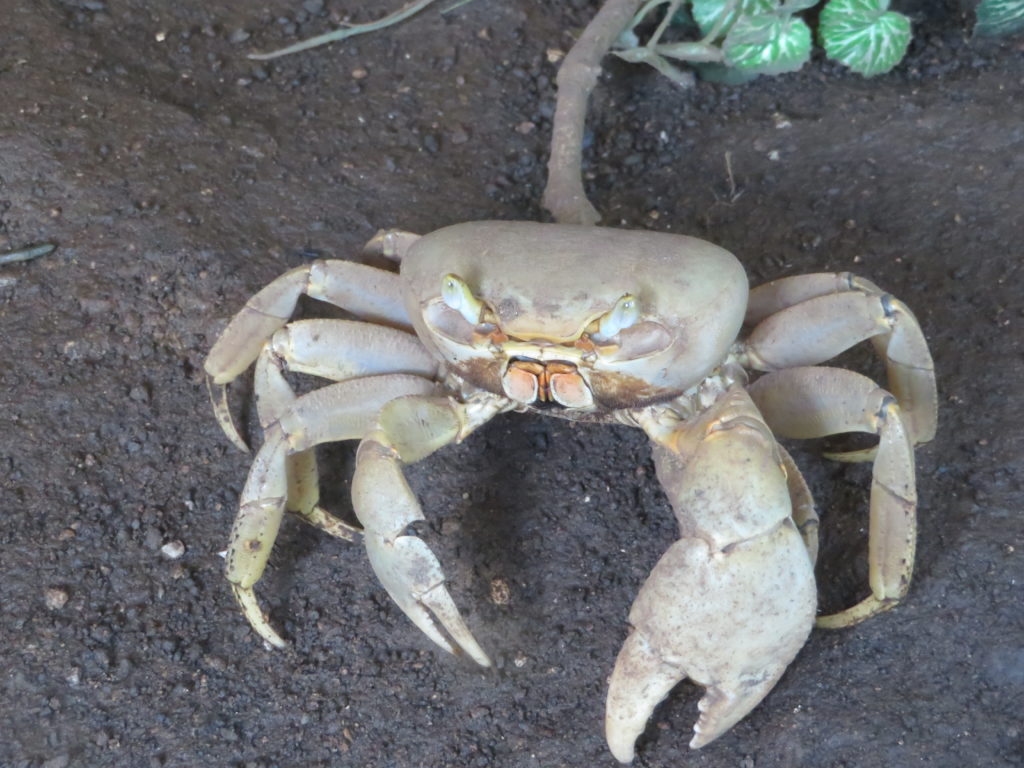 Eine fette Krabbe