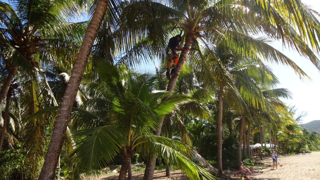 Kokospalmenbeauftragter am Strand