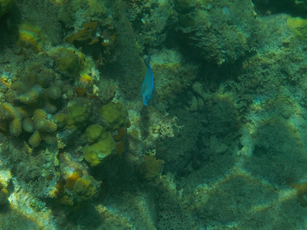 Blauer Fisch im Wasser