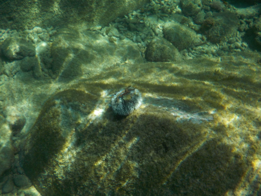 Noch ein Seeigel im Wasser