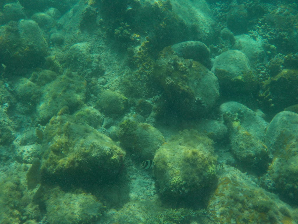 Unterwasserkulturen mit Fischen