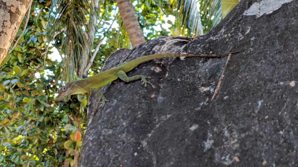 Grüner Gecko am Strand