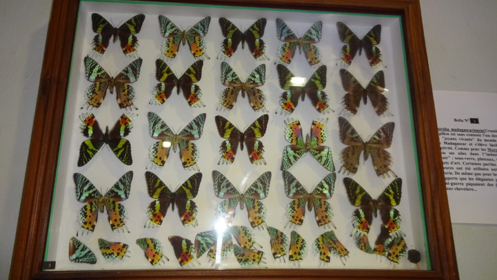 Bunte Schmetterlinge