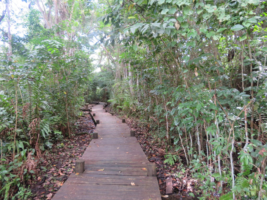 Pfad durch die Mangroven