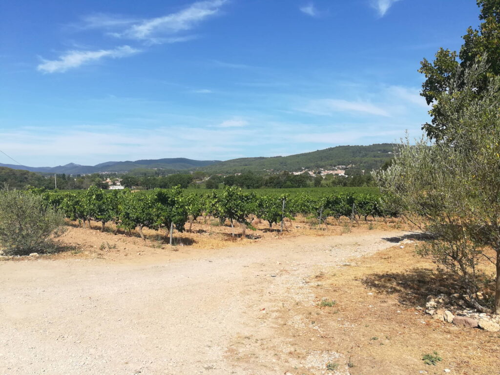 Wein vor der Domaine di Rimauresq